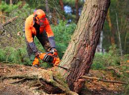 Best Tree Trimming and Pruning  in Columbus, NE