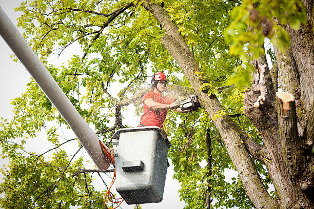 Best Tree Maintenance Programs  in Columbus, NE